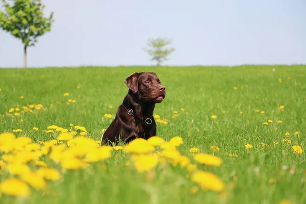 Bruine Labrador Retriever Zit Een Veld Met Paardebloemen — Stockfoto