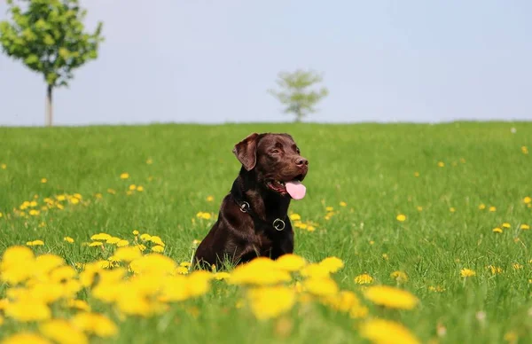 Marrón Labrador Está Sentado Campo Con Dientes León — Foto de Stock