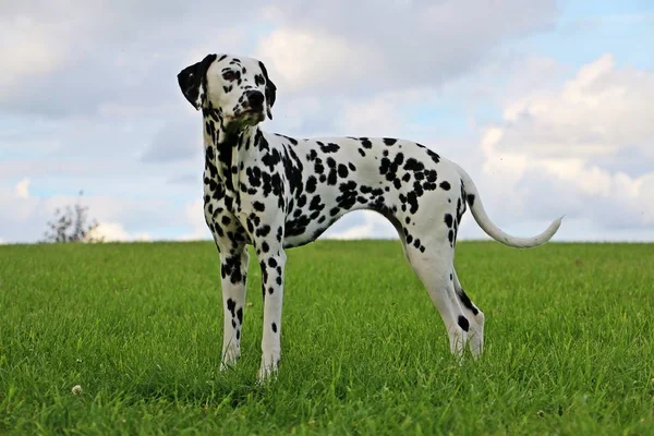 Schöner Dalmatinischer Hund Steht Garten — Stockfoto