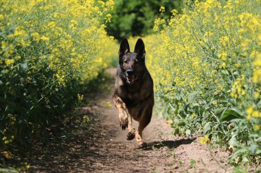 Belçika çoban bir tecavüz tohum alanında çalışan