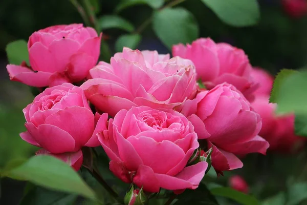 Rosas Rosa Bonitas Jardim — Fotografia de Stock