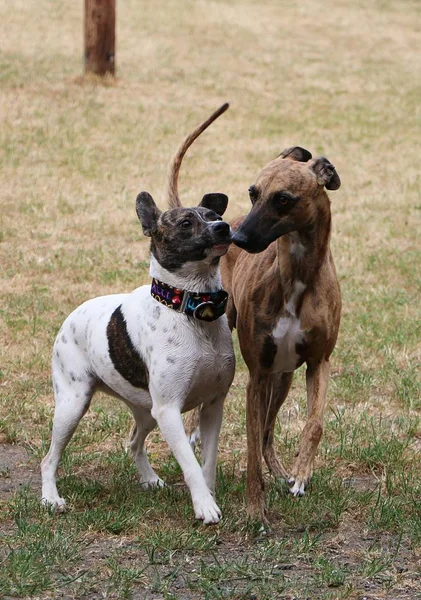 Two Funny Dogs Walking Garden Together — стоковое фото