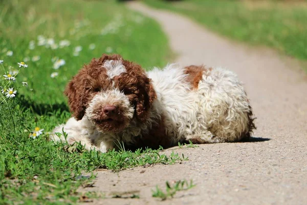 Hermoso Pequeño Cachorro Perro Acuático Italiano Está Acostado Una Pequeña — Foto de Stock