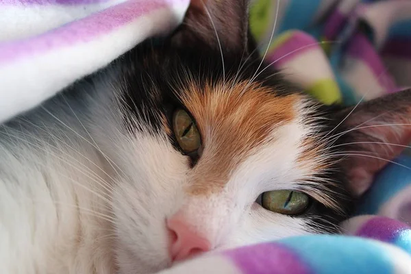 Красивая Трехцветная Кошка Спит Постели — стоковое фото