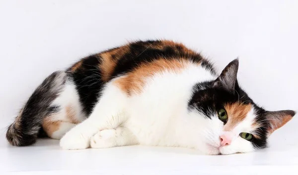 Krásná Tricolored Kočka Leží Studiu — Stock fotografie