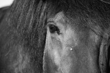 black and white close up from an eye of and icelandic horse clipart