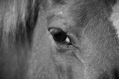 siyah ve beyaz yakından bir göz ve İzlanda at