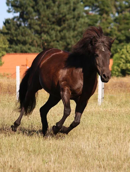 Mooie Donkere Paard Van Ijsland Wordt Uitgevoerd Een Paddock Zon — Stockfoto