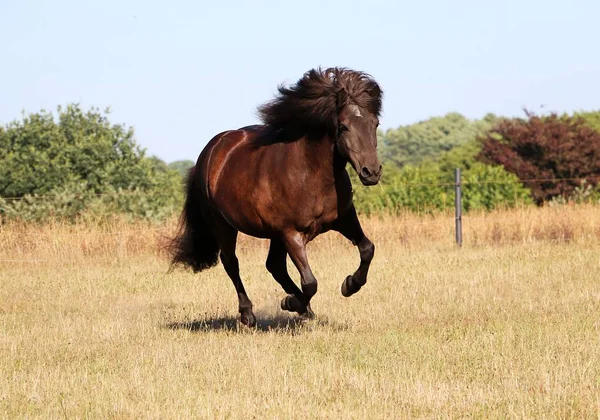 Красивий Темно Іспанський Кінь Біжить Майданчику Сонці — стокове фото