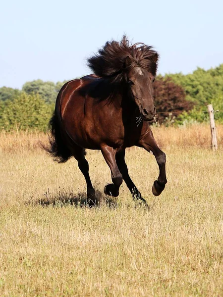 Mooie Donkere Paard Van Ijsland Wordt Uitgevoerd Een Paddock Zon — Stockfoto
