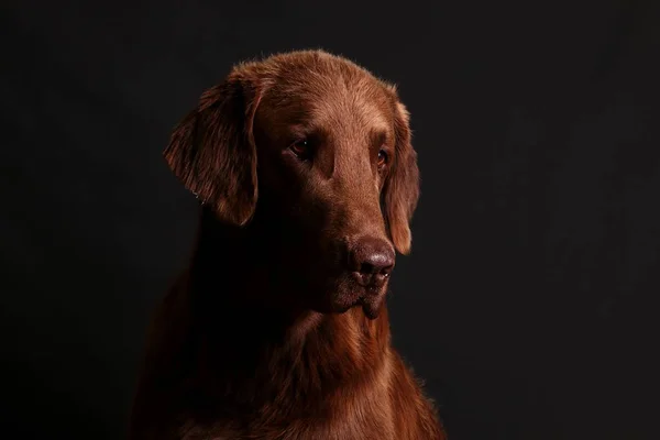 Hermoso Retrato Cabeza Recuperador Recubierto Plano Marrón Estudio Oscuro — Foto de Stock