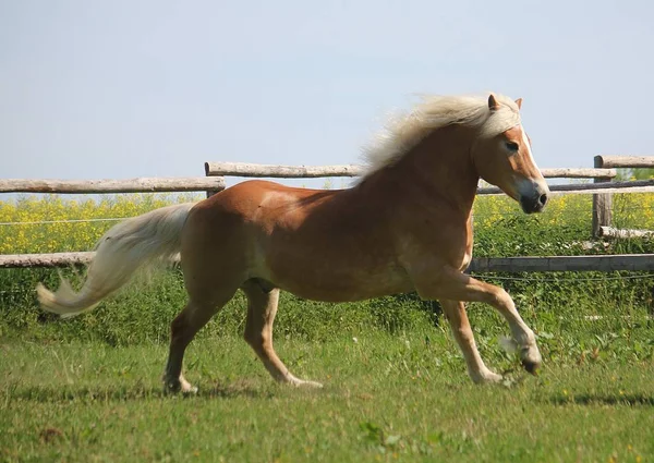 Mooie Haflinger Paard Wordt Uitgevoerd Een Paddock Zon — Stockfoto