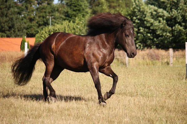 Красивий Темно Іспанський Кінь Біжить Майданчику Сонці — стокове фото