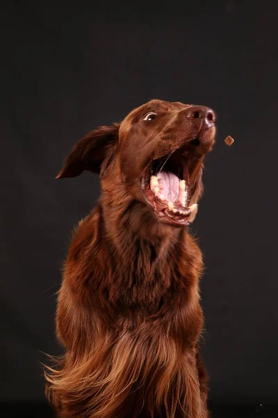 Lustiger Brauner Flacher Retriever Sitzt Dunklen Studio Und Fängt Futter — Stockfoto