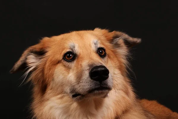 Schöner Gemischter Schäferhund Schaut Dunklen Atelier Auf — Stockfoto