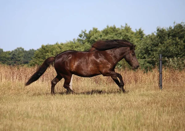 Belo Cavalo Iceland Escuro Está Correndo Cais Sol — Fotografia de Stock