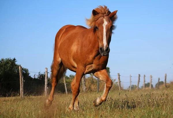 Schönes Braunes Inselpferd Läuft Auf Einer Koppel Der Sonne — Stockfoto