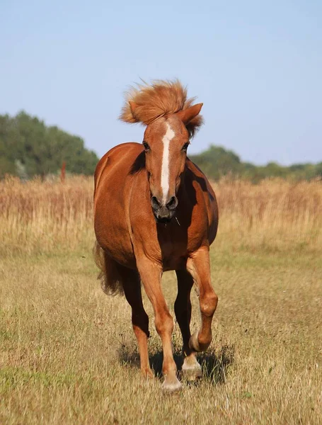 Hermoso Caballo Isla Marrón Está Corriendo Paddock Sol — Foto de Stock