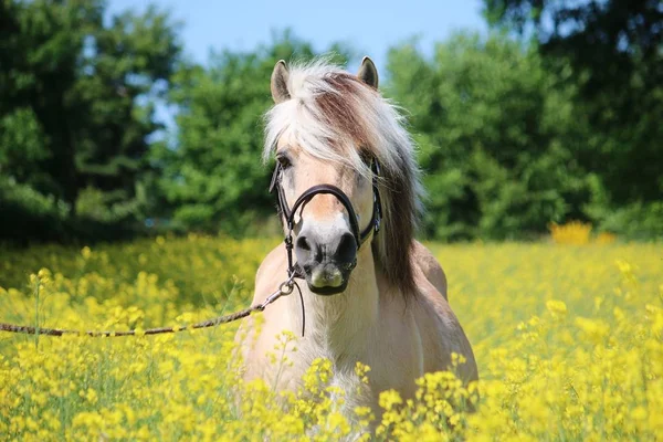 Bellissimo Fiordo Ritratto Testa Cavallo Nel Campo Semi Colza — Foto Stock
