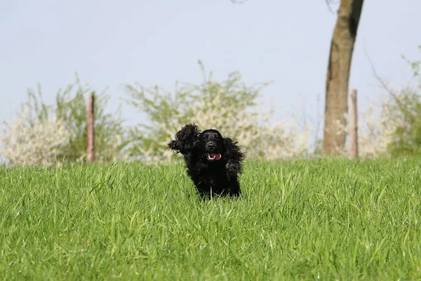 Black Cocker Spaniel Running Field Dandelions — Stock Photo, Image