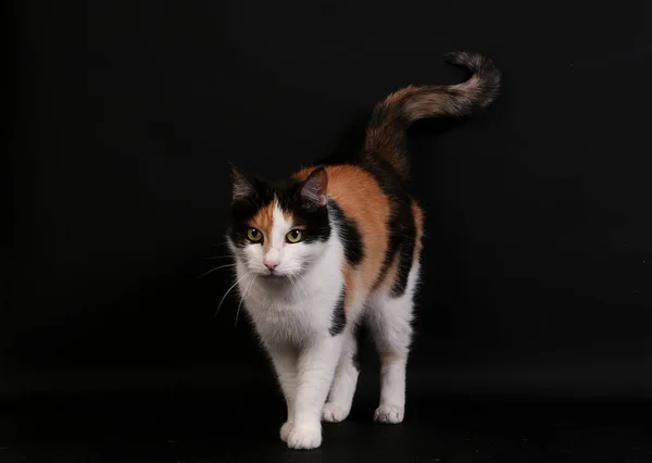 Krásná Tricolored Kočka Chodí Temné Studio — Stock fotografie