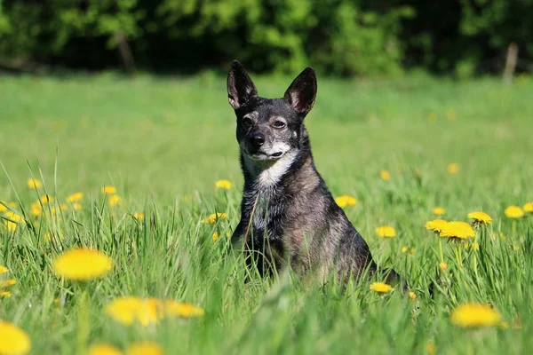 Petit Chien Mixte Est Assis Sur Terrain Avec Des Pissenlits — Photo