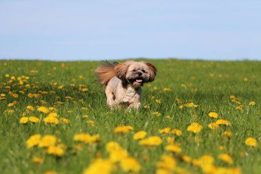 güzel lhasa apso dandelions sahip bir alan üzerinde çalışan