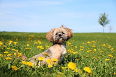 küçük lhasa apso dandelions bir alana oturuyor