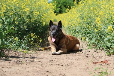 güzel Belçika çoban tecavüz tohum alana yalan söylüyor