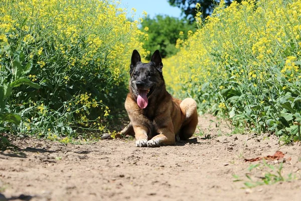 Beautiful Belgian Shepherd Lying Rape Seed Field — Stock Photo, Image