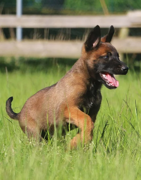 Piccolo Cucciolo Malinois Sta Camminando Giardino — Foto Stock