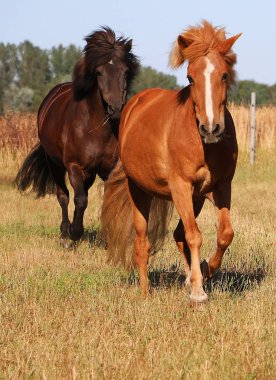 iki güzel İzlanda at güneş paddock'çalışan