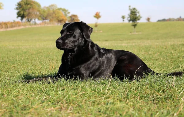 Bello Nero Labrador Retriever Sdraiato Giardino — Foto Stock