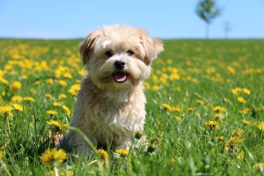 küçük karışık köpek dandelions olan bir alana oturuyor