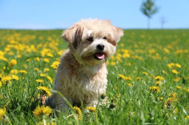 küçük karışık köpek dandelions olan bir alana oturuyor
