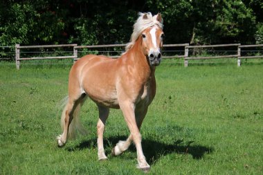 Güzel haflinger atı gün ışığında çayırda koşuyor.