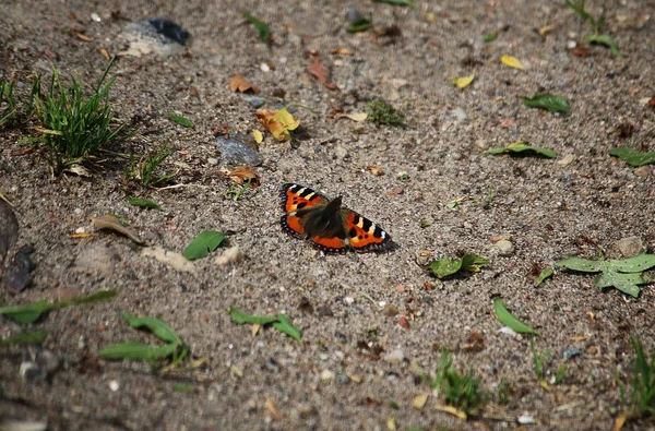 Mariposa Una Hoja — Foto de Stock