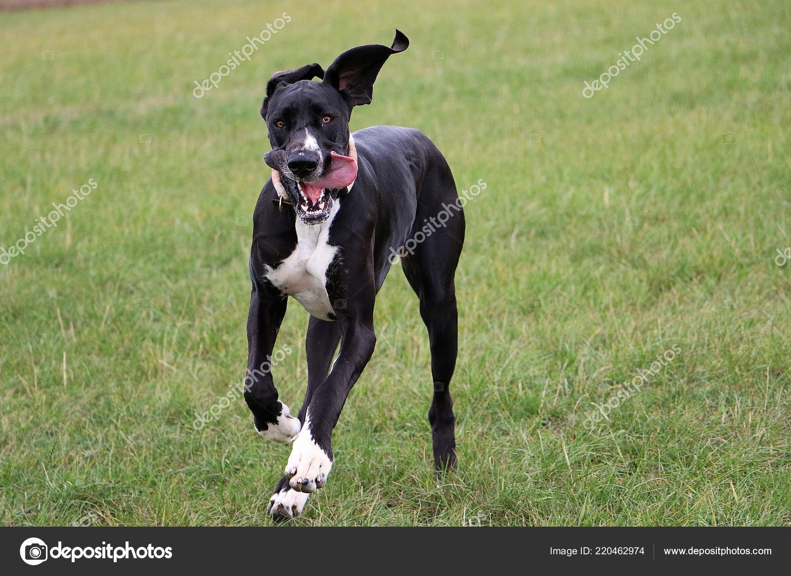Divertido Negro Gran Danés Está Corriendo Jardín Con Boca Abierta