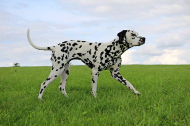 güzel Dalmaçya köpek bahçede yürüyüş