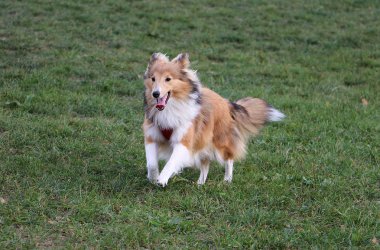 güzel sığınak köpek bahçede çalışıyor