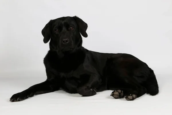 Belo Preto Labrador Retriever Está Deitado Branco Estúdio — Fotografia de Stock