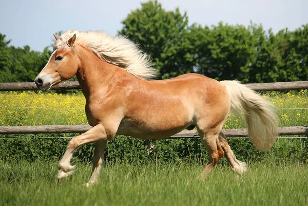 Piękny Koń Haflinger Biegnie Padoku Słońcu — Zdjęcie stockowe