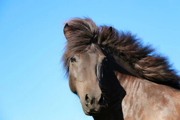 青い空と美しい暗いアイスランド馬ヘッド ポートレート — ストック写真