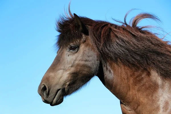 Belo Iceland Escuro Cavalo Cabeça Retrato Com Céu Azul — Fotografia de Stock