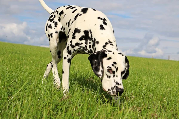 Belo Cão Dalmatian Está Andando Jardim — Fotografia de Stock