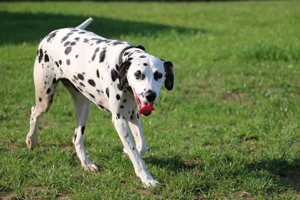 Красивая Далматинская Собака Гуляет Саду — стоковое фото