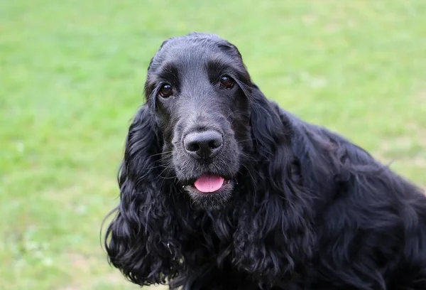 Piękny Czarny Cocker Spaniel Jest Patrząc Kamerę Ogrodzie — Zdjęcie stockowe