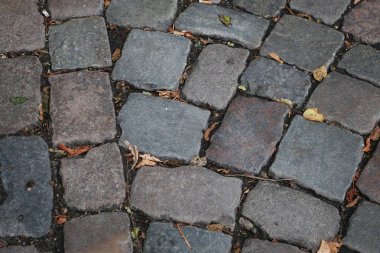 yakın taşlı bir yol üzerinden ile sonbahar yaprakları