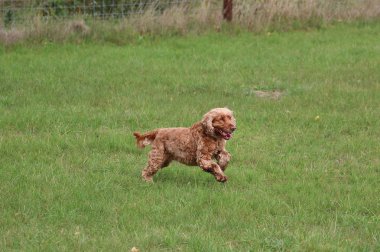 komik yavru horoz İspanyol bahçede çalışıyor