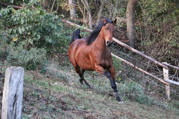 Piękny Brązowy Koń Kwartał Jest Uruchomiony Padoku Godzinach Wieczornych — Zdjęcie stockowe